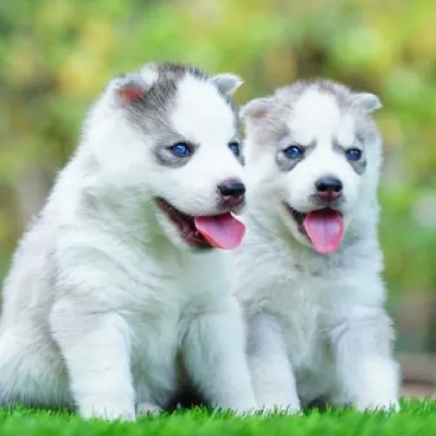 Siberian Husky Price in Indore | Siberian Husky Puppies for sale in Indore