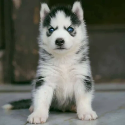 Siberian Husky Price in Indore | Siberian Husky Puppies for sale in Indore