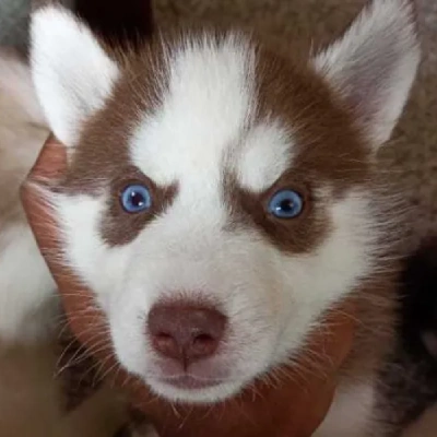 Siberian Husky Price in Indore | Siberian Husky Puppies for sale in Indore