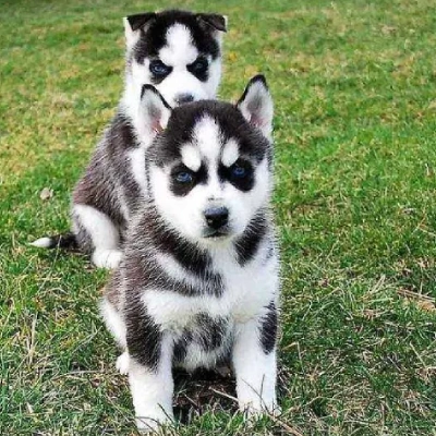 Siberian Husky Price in Chennai | Siberian Husky Puppies for sale in Chennai