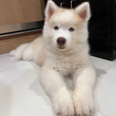 Siberian Husky Price in Chandigarh | Siberian Husky Puppies for sale in Chandigarh