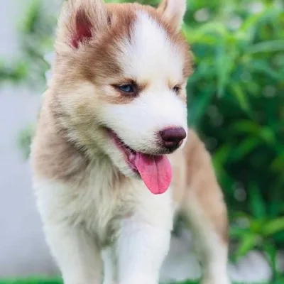 Siberian Husky Price in Ranchi | Siberian Husky Puppies for sale in Ranchi