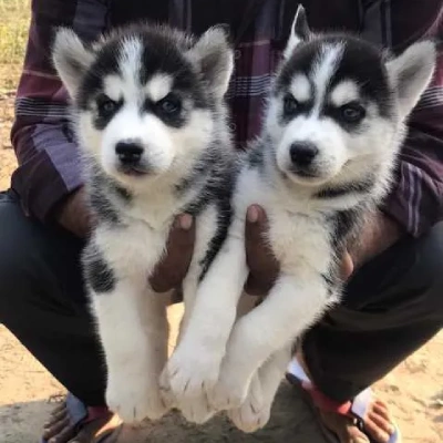 Siberian Husky Price in Surat | Siberian Husky Puppies for sale in Surat
