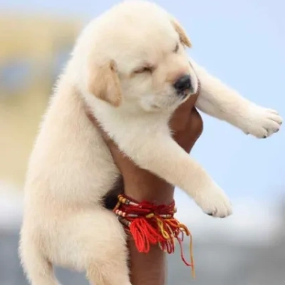 Labrador Price in Chennai | Labrador Puppies for sale in Chennai