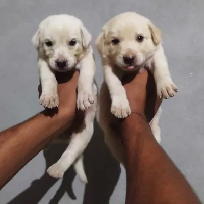 Labrador Price in Surat | Labrador Puppies for sale in Surat