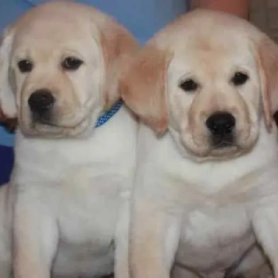 Labrador Price in Chennai | Labrador Puppies for sale in Chennai