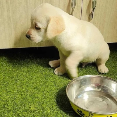 Labrador Price in Chandigarh | Labrador Puppies for sale in Chandigarh