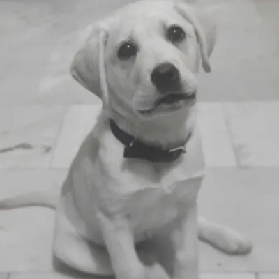 Labrador Price in Jaipur | Labrador Puppies for sale in Jaipur
