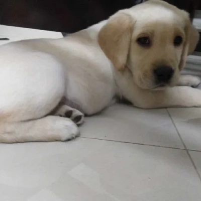 Labrador Price in Jaipur | Labrador Puppies for sale in Jaipur
