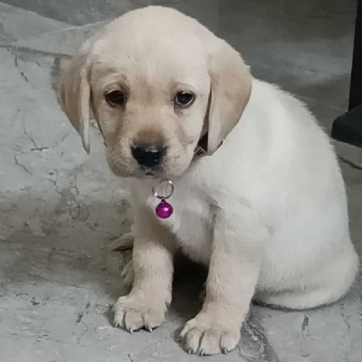 Labrador Price in Jaipur | Labrador Puppies for sale in Jaipur
