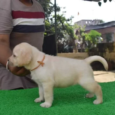 Labrador Price in Chennai | Labrador Puppies for sale in Chennai