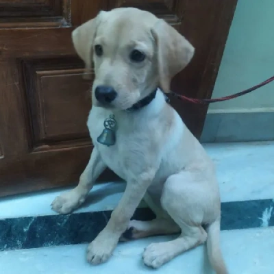 Labrador Price in Chennai | Labrador Puppies for sale in Chennai
