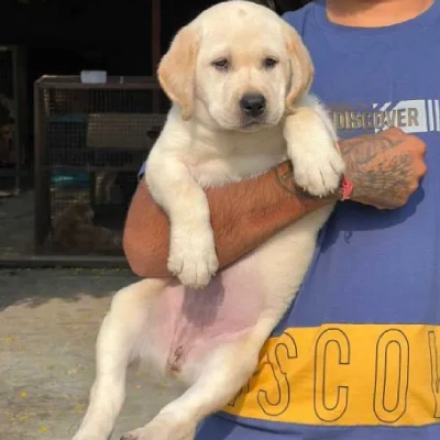 Labrador Price in Chandigarh | Labrador Puppies for sale in Chandigarh