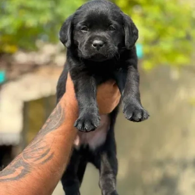 Labrador Price in Delhi | Labrador Puppies for sale in Delhi