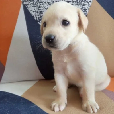 Labrador Price in Chennai | Labrador Puppies for sale in Chennai