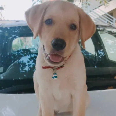 Labrador Price in Surat | Labrador Puppies for sale in Surat