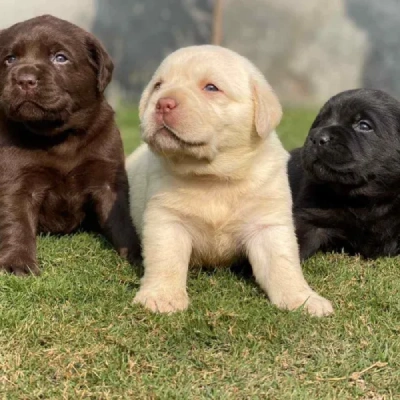 Labrador Price in Surat | Labrador Puppies for sale in Surat