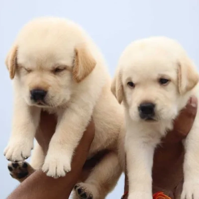 Labrador Price in Surat | Labrador Puppies for sale in Surat