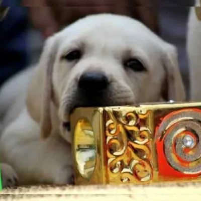 Labrador Price in Indore | Labrador Puppies for sale in Indore