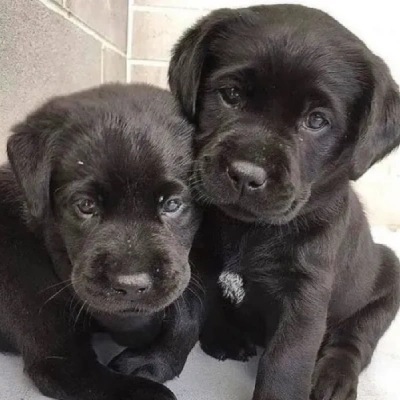 Labrador Price in Chennai | Labrador Puppies for sale in Chennai