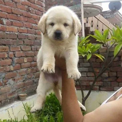 Labrador Price in Surat | Labrador Puppies for sale in Surat