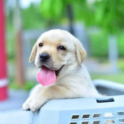 Labrador Price in Delhi | Labrador Puppies for sale in Delhi