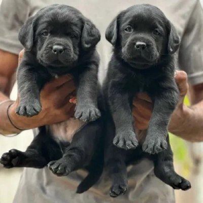 Labrador Price in Jaipur | Labrador Puppies for sale in Jaipur