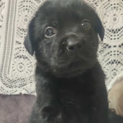 Labrador Price in Chennai | Labrador Puppies for sale in Chennai
