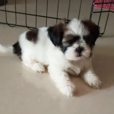 Shih Tzu Price in Surat | Shih Tzu Puppies for sale in Surat