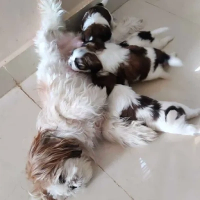 Shih Tzu Price in Surat | Shih Tzu Puppies for sale in Surat