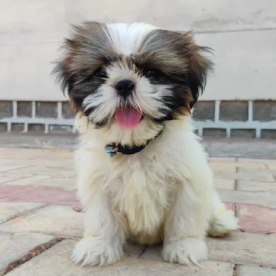 Shih Tzu Price in Surat | Shih Tzu Puppies for sale in Surat