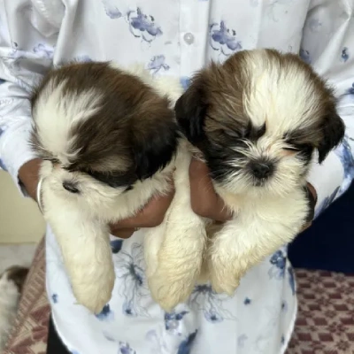 Shih Tzu Price in Jaipur | Shih Tzu Puppies for sale in Jaipur