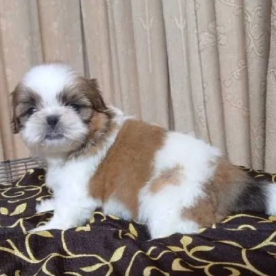 Shih Tzu Price in Jaipur | Shih Tzu Puppies for sale in Jaipur