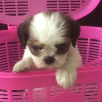 Shih Tzu Price in Chandigarh | Shih Tzu Puppies for sale in Chandigarh