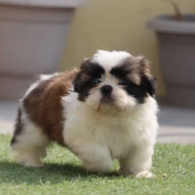 Shih Tzu Price in Chennai | Shih Tzu Puppies for sale in Chennai