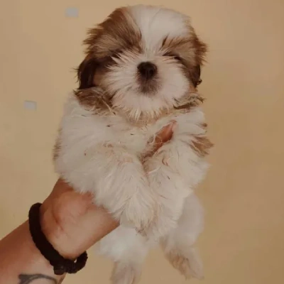 Shih Tzu Price in Chennai | Shih Tzu Puppies for sale in Chennai
