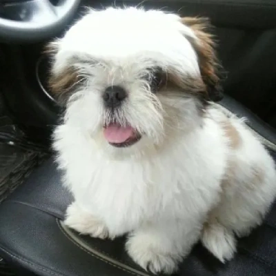 Shih Tzu Price in Kolkata | Shih Tzu Puppies for sale in Kolkata