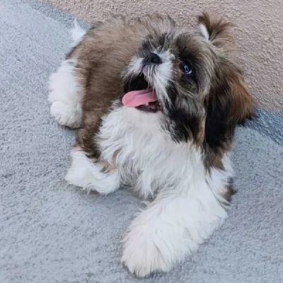 Shih Tzu Price in Jaipur | Shih Tzu Puppies for sale in Jaipur