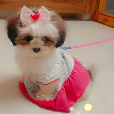 Shih Tzu Price in Jaipur | Shih Tzu Puppies for sale in Jaipur
