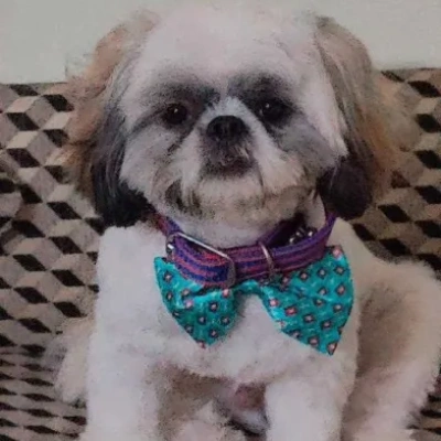 Shih Tzu Price in Chandigarh | Shih Tzu Puppies for sale in Chandigarh
