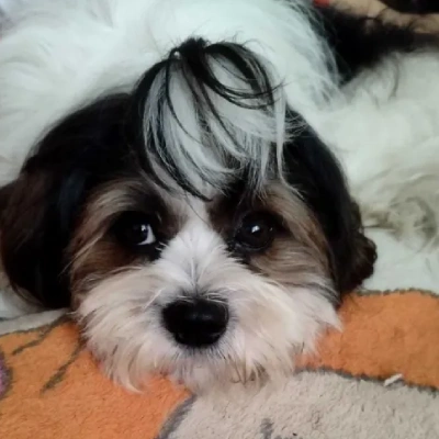 Shih Tzu Price in Chandigarh | Shih Tzu Puppies for sale in Chandigarh