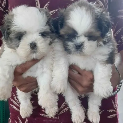 Shih Tzu Price in Chennai | Shih Tzu Puppies for sale in Chennai