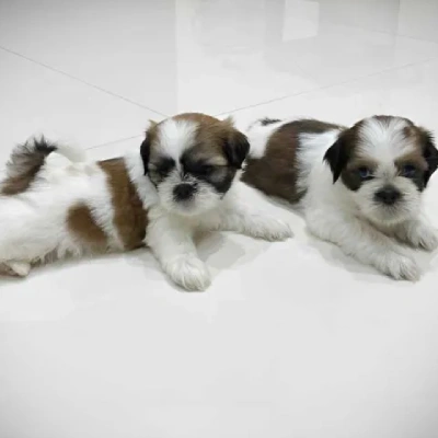 Shih Tzu Price in Kolkata | Shih Tzu Puppies for sale in Kolkata