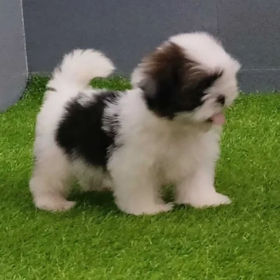 Shih Tzu Price in Chennai | Shih Tzu Puppies for sale in Chennai