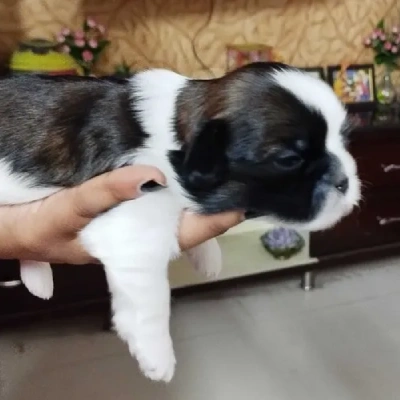 Shih Tzu Price in Chandigarh | Shih Tzu Puppies for sale in Chandigarh