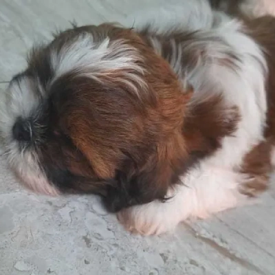 Shih Tzu Price in Kolkata | Shih Tzu Puppies for sale in Kolkata