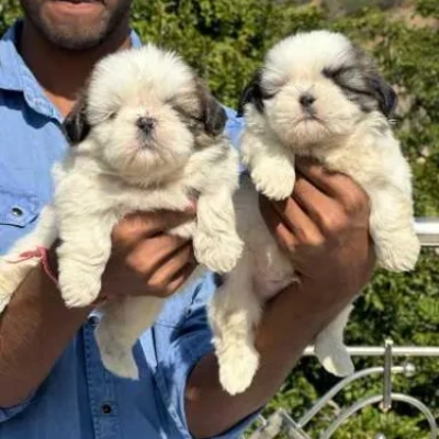 Shih Tzu Price in Chandigarh | Shih Tzu Puppies for sale in Chandigarh