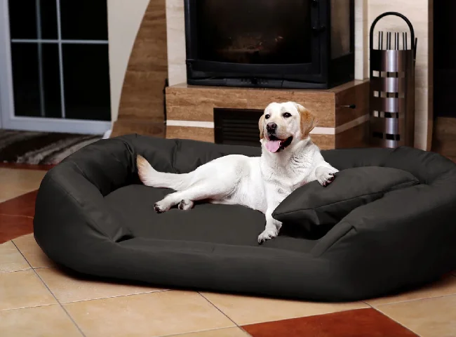 Shunammite Dog bed 4XL Pet Bed
